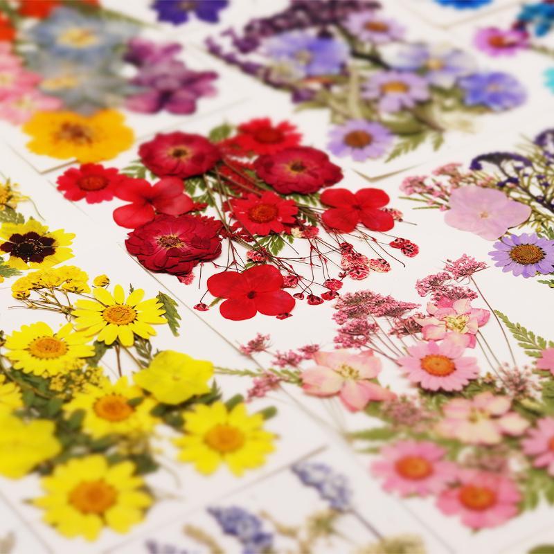Art Craft Flower Making - Echte Natürliche Gepresste Getrocknete Pflanzenblumen DIY-Bastelmaterialien